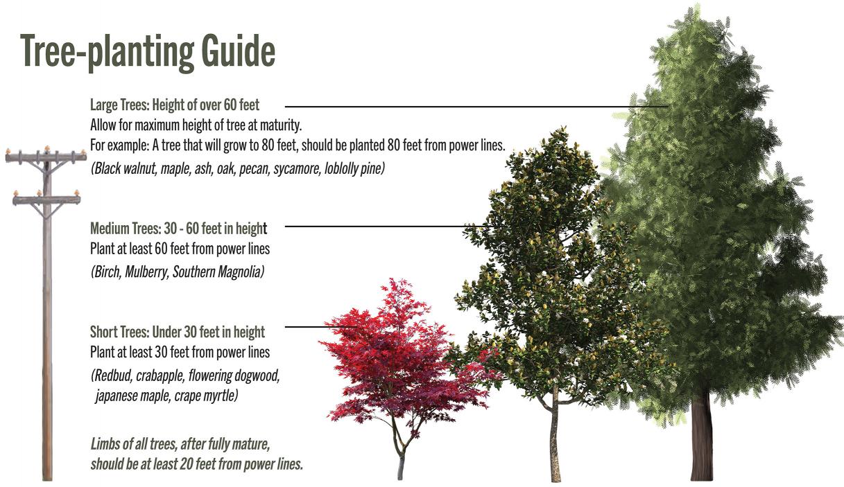 Tree Planting Guide2_0.jpg